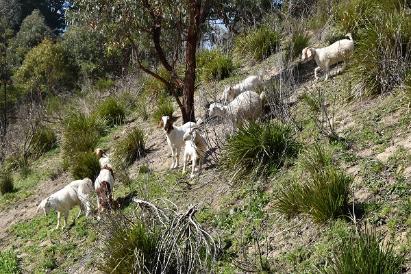 Goats Aug2018 after 600w