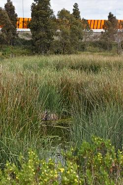 Wetland20portrait20 20250w